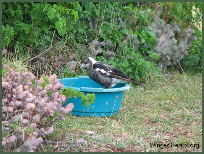 Sparky Magpie takes a bath