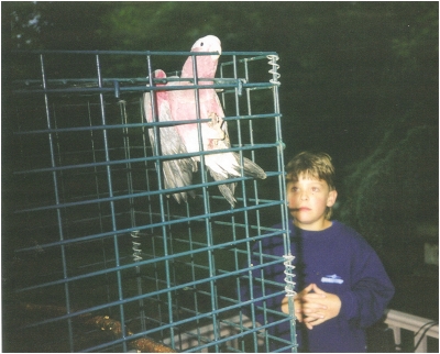 Galahs by Annette Butters