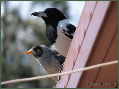 Hmmm... I feel a little lazy this afternoon - Dimpy and Renuthri