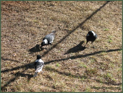 Time for a snack with the magpies before I take off