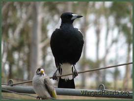 Sophie magpie and Chipkin noisy-miner