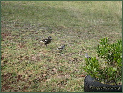 Young Sparky magpie with young Chipkin