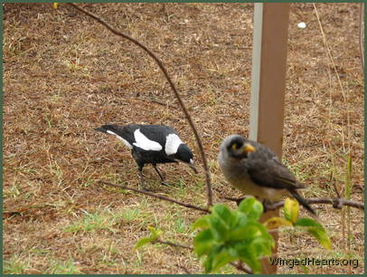 A year later - Sparky magpie and Chipkin