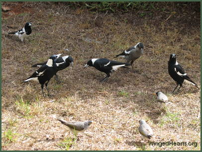 friends with the magpies and butcherbirds