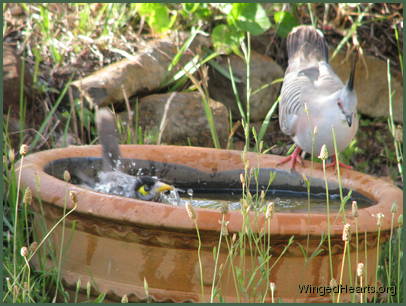 minnie and cresty at the lilypot