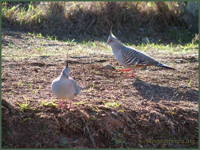 Crested Pigeons