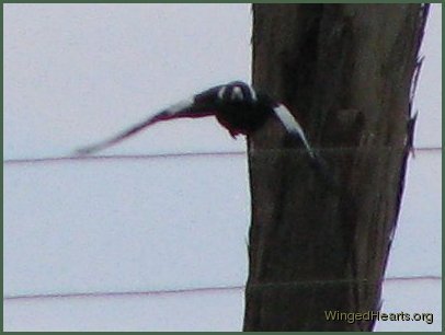 Vicky magpie flying in to land