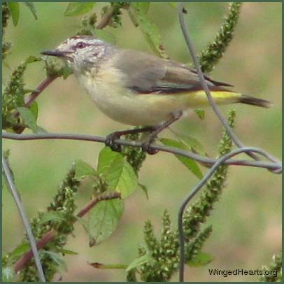 thornbill