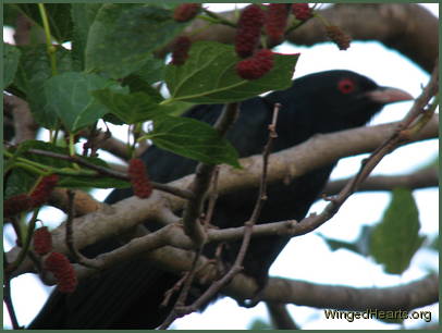 Hiding in the bushes - a good disguise
