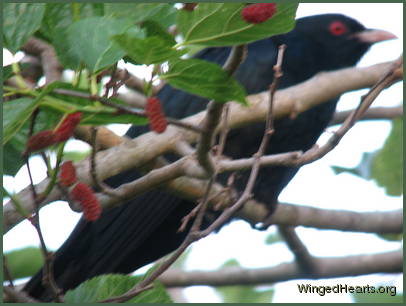 Don't my eyes look like berries and my beak like a twig?