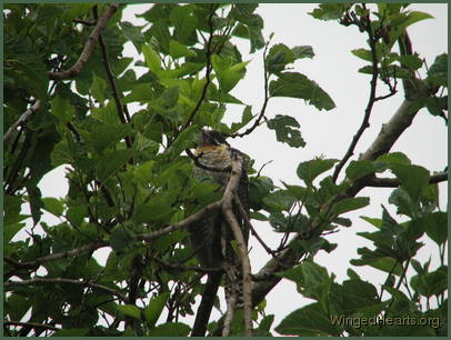 A good place for the shy and elusive females
