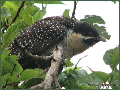 female cuckoo