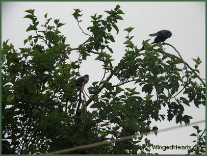 As long as the crow stays away
