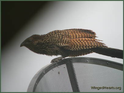 I hope my feathers look glossy through the window!