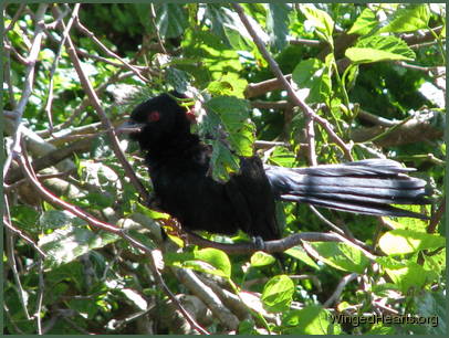 male koel 