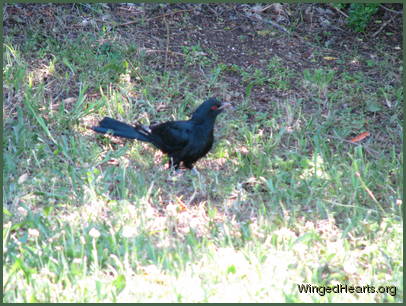 male koel