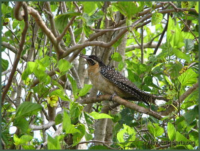 female koel