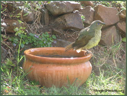 It's a bowerbird this time