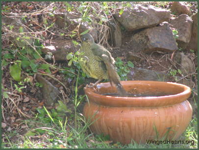 and mud bath.