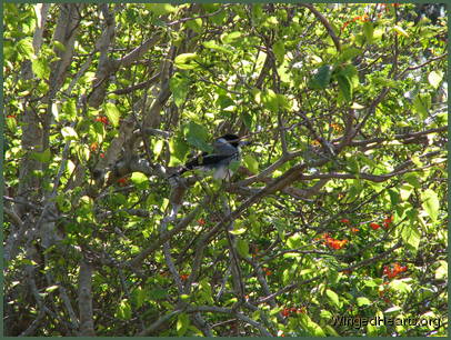 preen preen