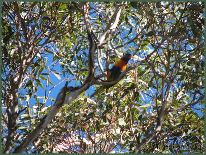 Rainbow lorikeet looking through the trees