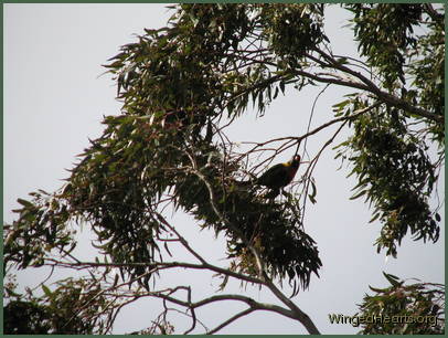 See how well I can hide amongst the gum leaves