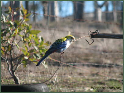 Eastern 'Pale-headed' Rosella sitting on a wire