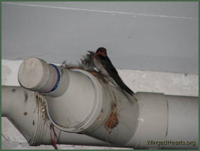 Barn Swallows