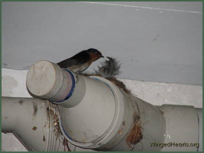 Rufus fantail sitting by its nest