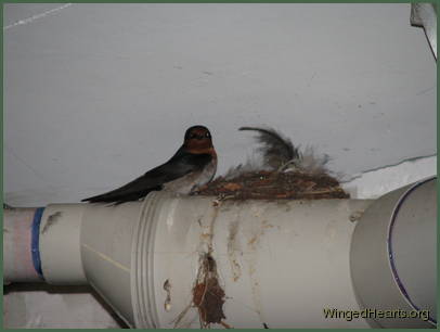 Barn Swallows