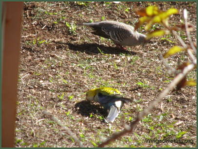 There's plenty to share with my friends the crested-pigeons