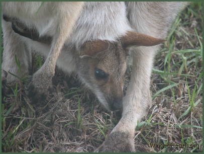 Who's peeking out of your pouch?