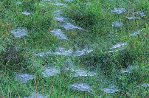 sheet webs on the lawn 