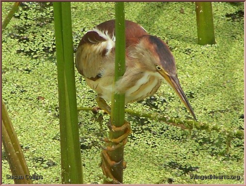 Least Bittern