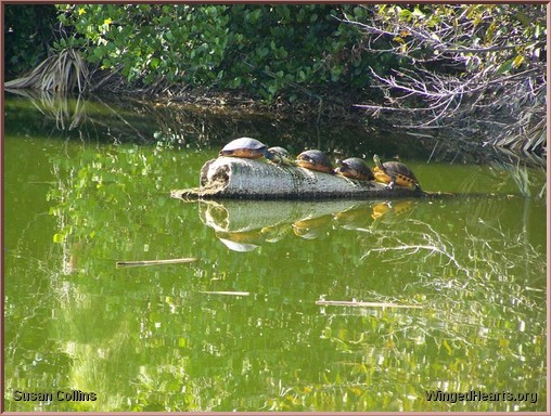 turtles on a log