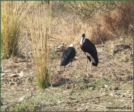 egrets at Ranthambore