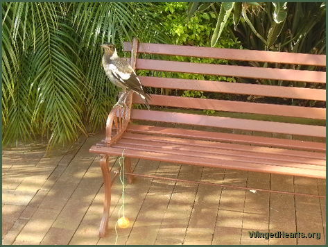 juvi magpie on bench