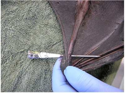 flying fox pierced by dart