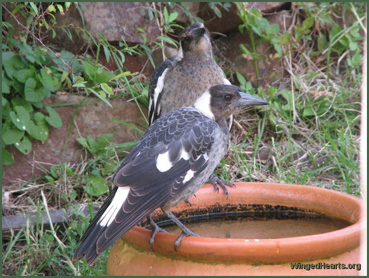 Shelly and Nelly magpies at the lilypot