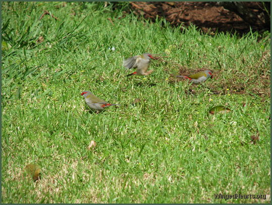 red brow finches also called firetails