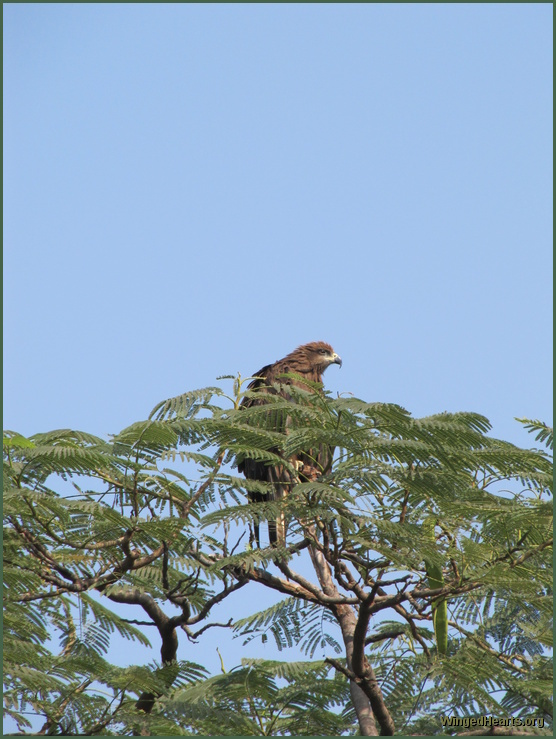 Eagles at the Taj Mahal Gardens