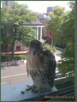 baby hawk in window