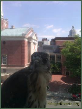baby hawk