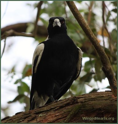 One legged Australian magpie