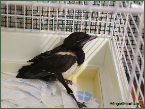 recused magpie chick