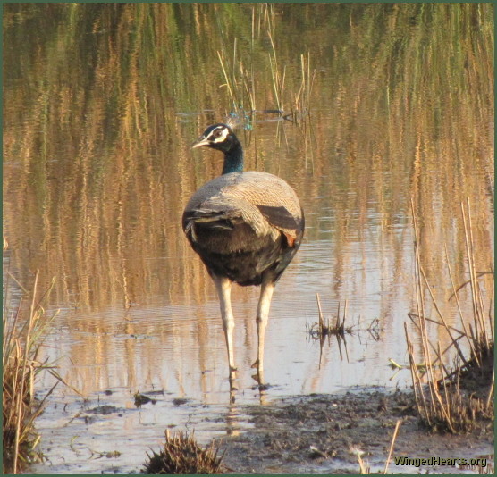 peacock at ranthambore