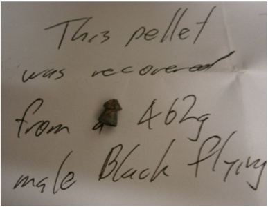 pellet inside the flying fox