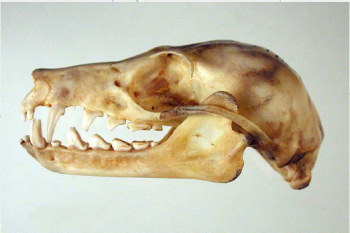 Bat skull