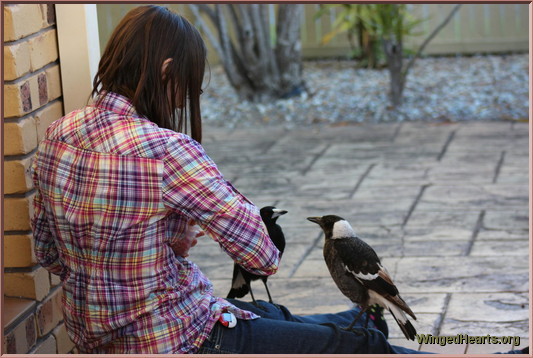 Vic with mummy magpie & Pingu