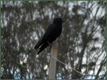 Crow sitting on a post